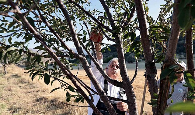Talas'ın bahçıvan başkanı