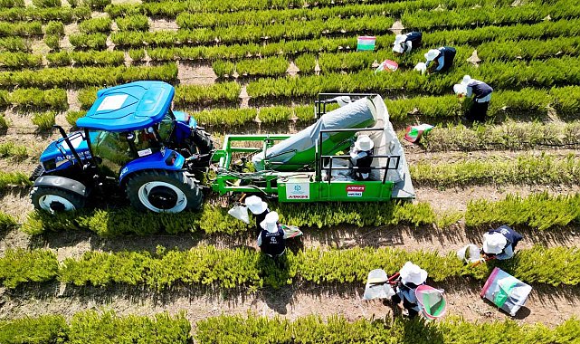 Tarımda yenilik: Yerli üretim makineyle biberiye hasadı