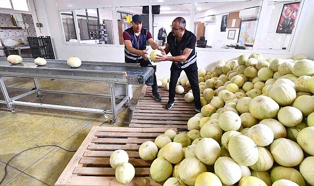 Tarlada kalan 300 ton kavun vatandaşa dağıtıldı