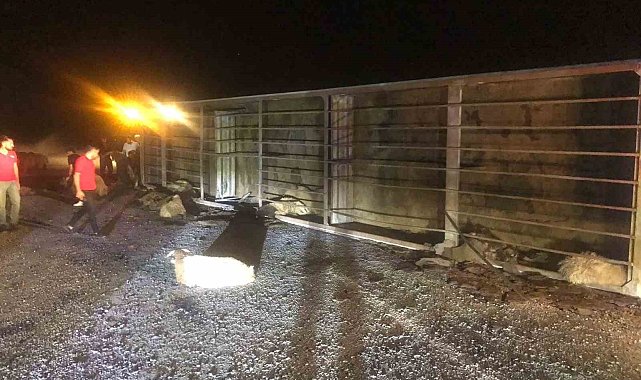 Tatvan'da tır devrildi: 63 koyun telef oldu