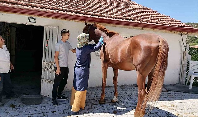 Tavşanlı'da atlarda sağlık taraması ve çip uygulaması
