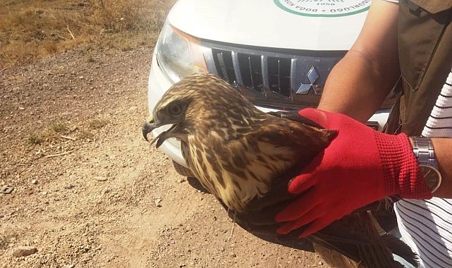 Tavşanlı'da yaralı halde bulunan şahin tedavisinin ardından doğaya salınacak