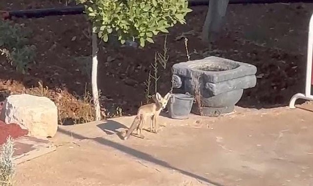 Tavuklar su içmeye gelen tilkiyi uzaklaştırdı