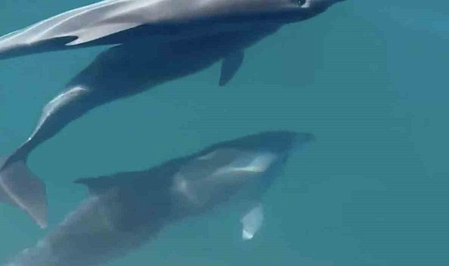 Tekne ile yarışan yunusların mest eden gösterisi kamerada