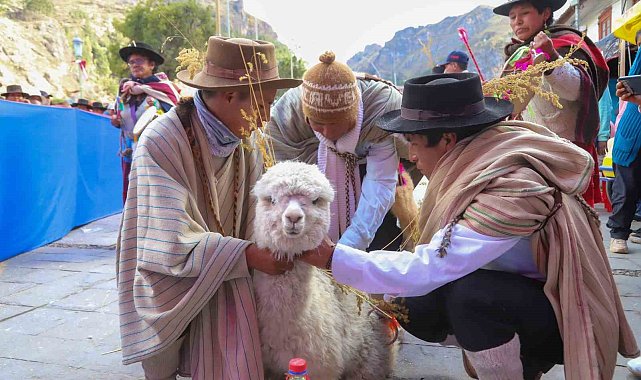 TİKA Peru'da "Alpaka Çiftliği" kurdu