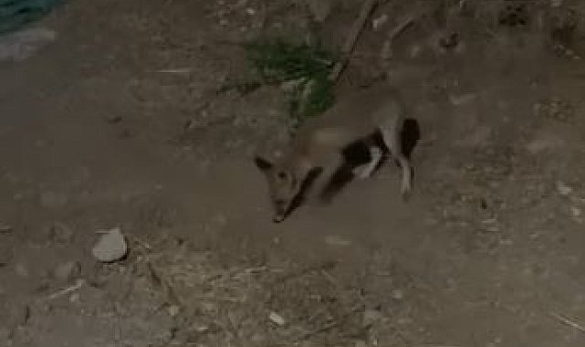Tilki ve bahçe sahibi arasındaki sohbet gülümsetti :"Kümesten uzak dur, arkadaşlığımız bozulmasın!"