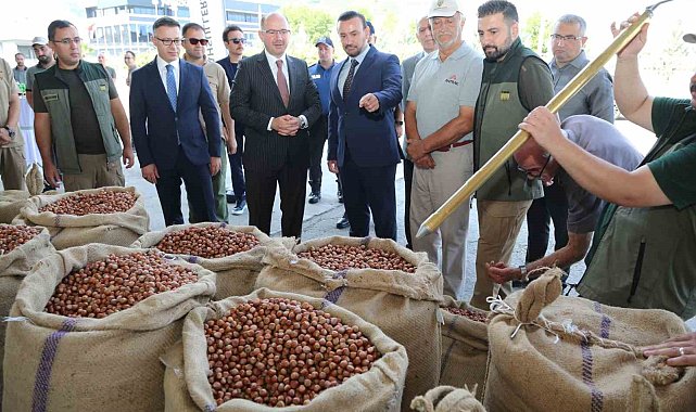 TMO Giresun'da ilk fındığı 135,96 liradan aldı