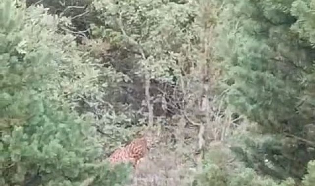 Tokat'ta bir vatandaş gördüğü vaşakı kışkışladı