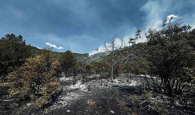 Tokat'ta orman yangını büyümeden söndürüldü
