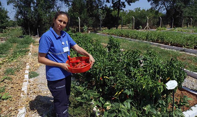 Türkiye'nin 81 iline ücretsiz dağıtılacak yerel tohum hazırlığı başladı