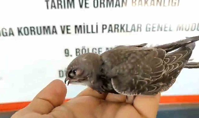 Uçma egzersizlerini yapıyor