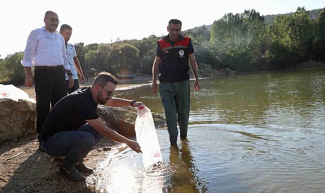 Uşak'a 368 bin adet yavru sazan balığı bırakıldı