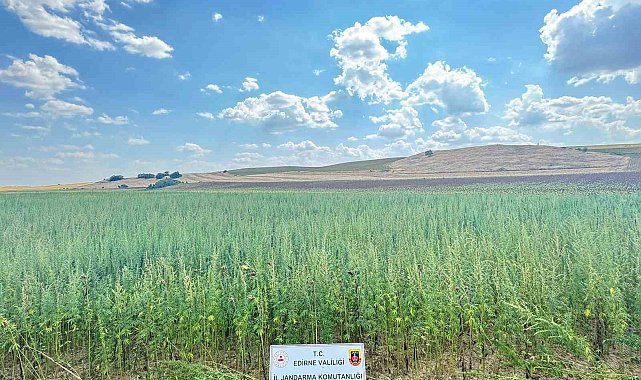 Uyuşturucu tarlası: 4 milyon 128 bin kök kenevir ele geçirildi