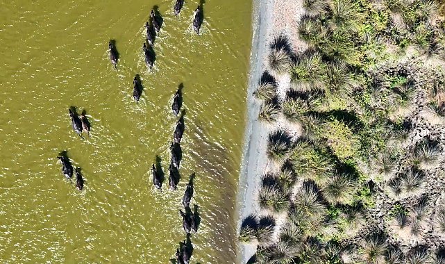 Uzmanı açıkladı: "Türkiye'deki manda sayısı 2030'da 130 binlere kadar düşebilir"