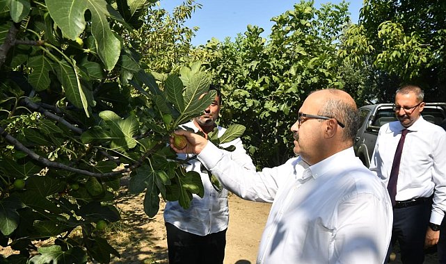 Vali Ustaoğlu Havran'da incir hasat etti