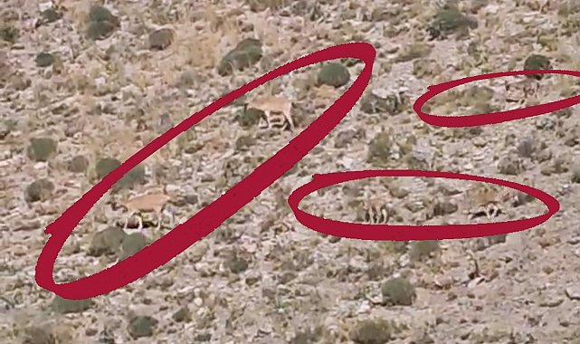 Van'da dağ keçileri yavruları ile görüntülendi