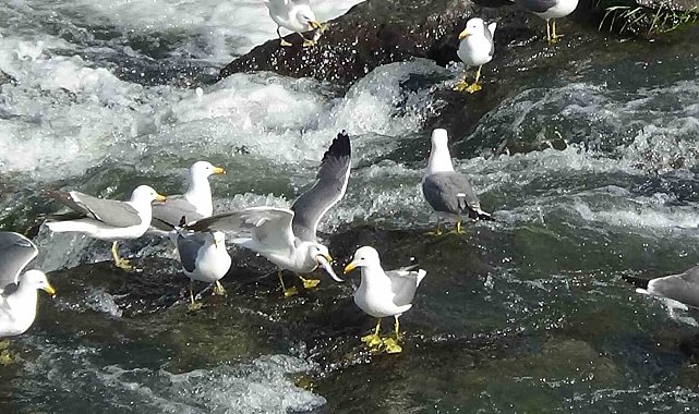 Van'da inci kefalinin göçü uzayınca martı ölümleri yaşanmadı
