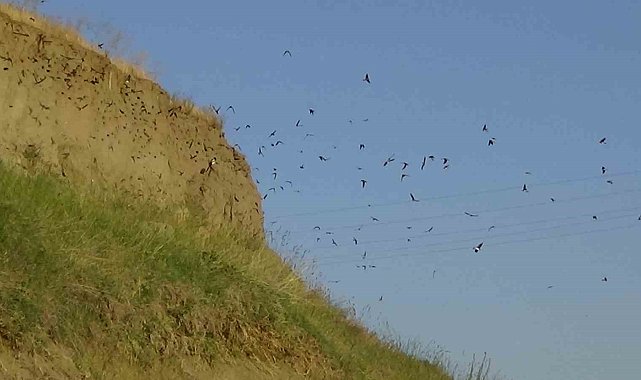 Van'da kır kırlangıçları fotoğraf tutkunlarının ilgi odağı oldu