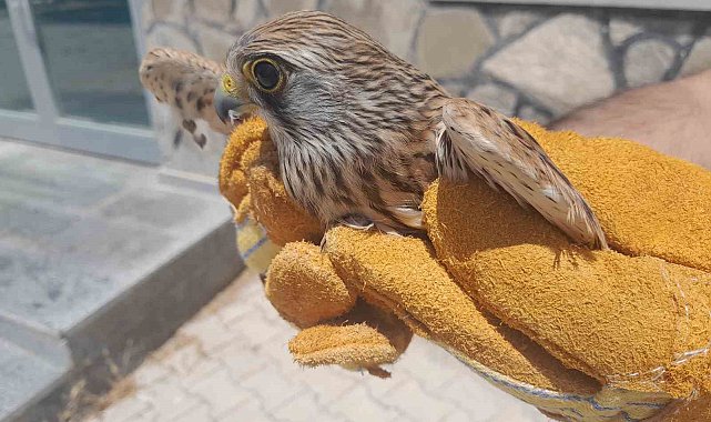 Van'da tedavisi tamamlanan kuşlar doğaya salındı