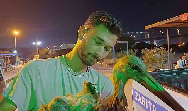 Yalova'da denizde yorgun şekilde bulunan leylek bakıma alındı