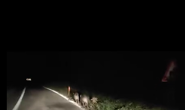 Yalova'da domuzlar kara yoluna indi