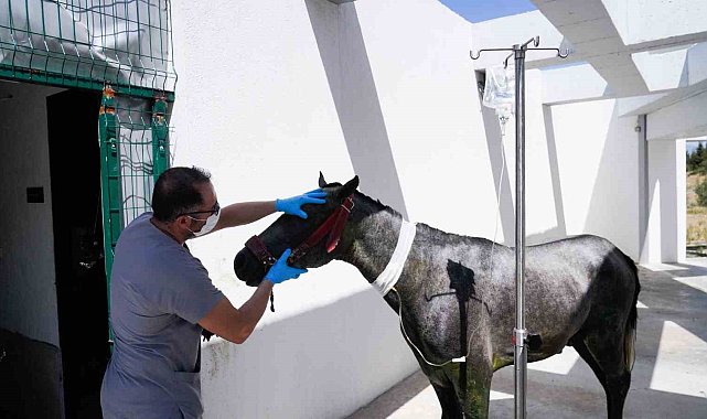 Yangın mağduru hayvanlar PAKO'da güvende