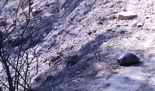 Yangından kurtulan kaplumbağa gazetecilere sığındı