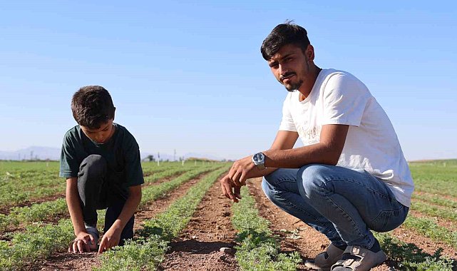 Yaptığı işin zorluklarını azmiyle aşan 22 yaşındaki çiftçi