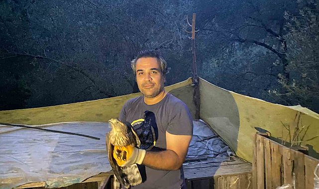 Yaralı bulunan çakır kuşları tedavileri sonrasında Kazdağları'na bırakıldı