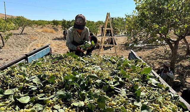 Yeşil altında yüksek rekolte, düşük fiyat