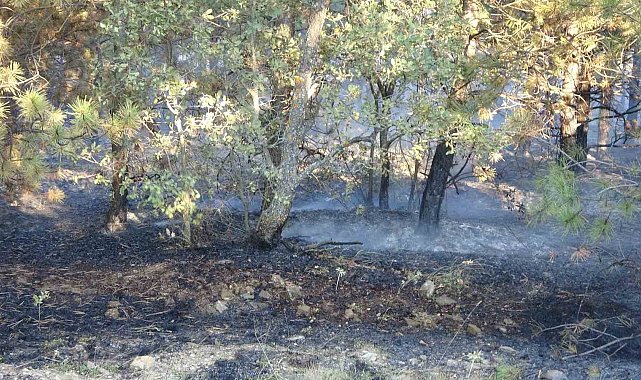 Yozgat'ta orman yangınına ilişkin gözaltına alınan 2 kişi serbest bırakıldı