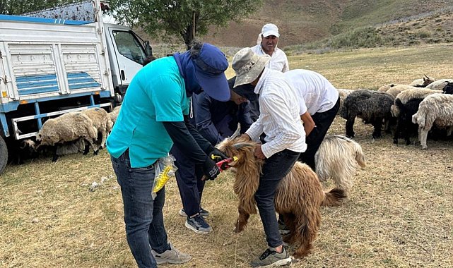 Yüksekova'da küpeleme ve aşılama çalışması sürüyor