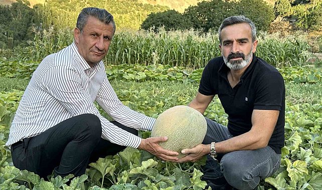 Yüksekova'da yetiştirilen kavunlar büyüklüğüyle dikkat çekiyor