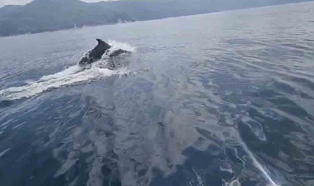 Yunus balıklarından vatandaşlara görsel şölen