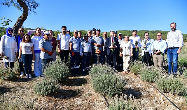 Yunusemre'de lavanta hasadı heyecanı