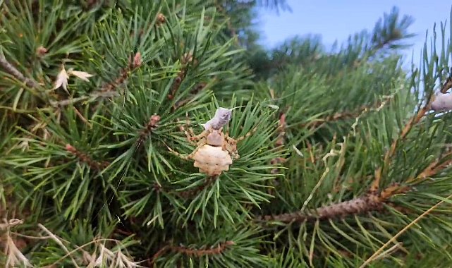 Zehirli örümcekler arasında, Tokat'ta görüntülendi