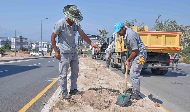 Zeytin Dalı Şehitleri Caddesi&#039;ne 100 zeytin fidanı