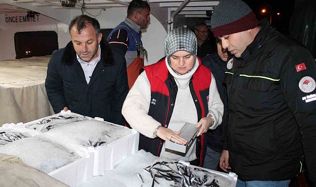 14 günde bin 120 ton hamsi sevk edildi