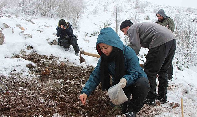 'Yitik Türk lalesi' gurbetten Amasya'ya 45 bin tohumla döndü