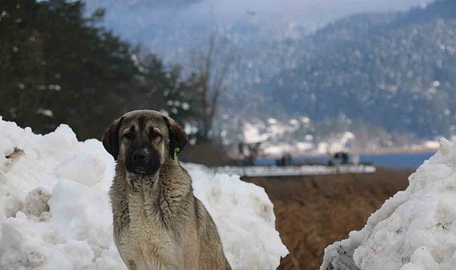 Abant Gölü'nde masalsı kış güzelliği