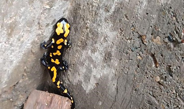 Adıyaman'da sarı benekli semender görüldü