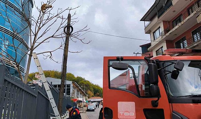 Ağaçta mahsur kalan kediyi ekipler kurtardı