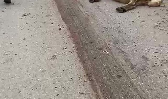 Amasya'da freni patlayan kamyon sürüdeki 17 koyunu telef etti