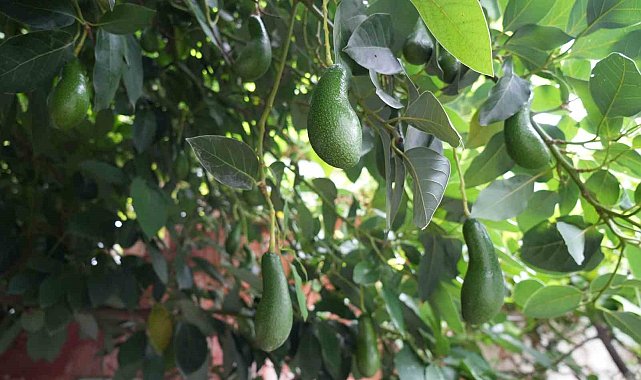 Anavatanı Meksika olan avokadoyu 14 yıldır Samsun'da üretiyor