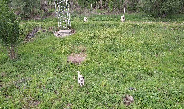 Ankara'da köpeklerin dron kovalamaca şovu gülümsetti