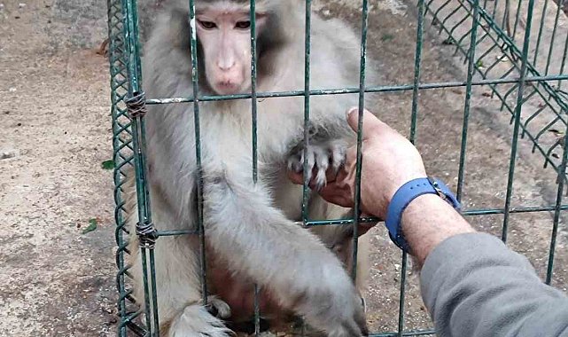 Antalya'da izinsiz Rhesus Maymununu besleyen şahsa 8 bin 322 lira para cezası uygulandı