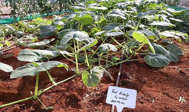 Ata Tohumları Akdeniz Üniversitesi'nde yeşerdi