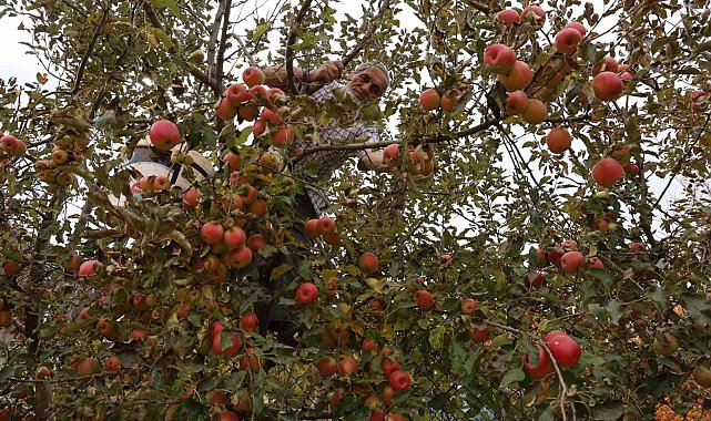 Aydın ve İzmir Yayları'nda elma hasadı tamamlandı