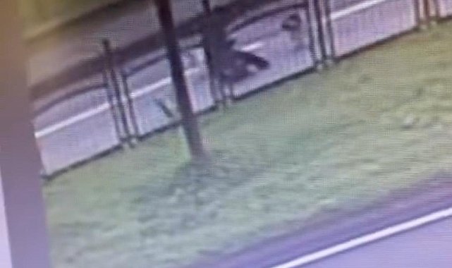 Başıboş köpeklerden kaçarken trafiğin vızır vızır aktığı yola atladı