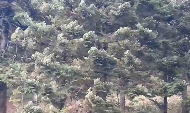 Bolu'da kuvvetli rüzgar etkili oluyor